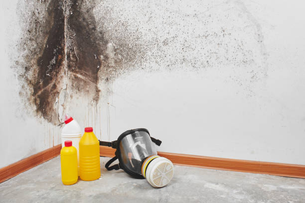 Best Mold Removal Company Near Me  in Ozona, TX