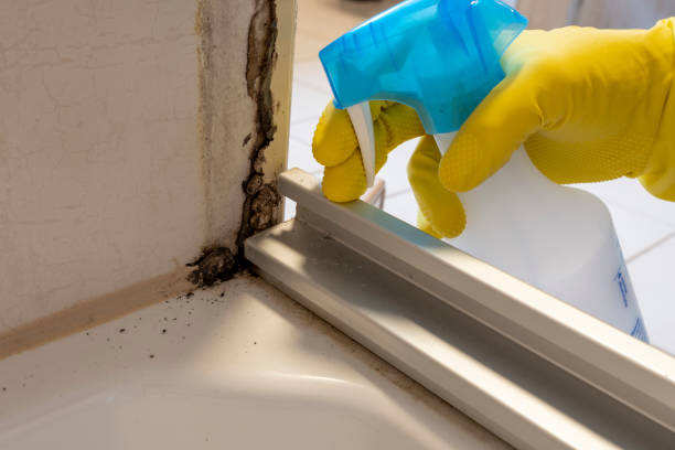 Best Toxic Mold Removal  in Ozona, TX