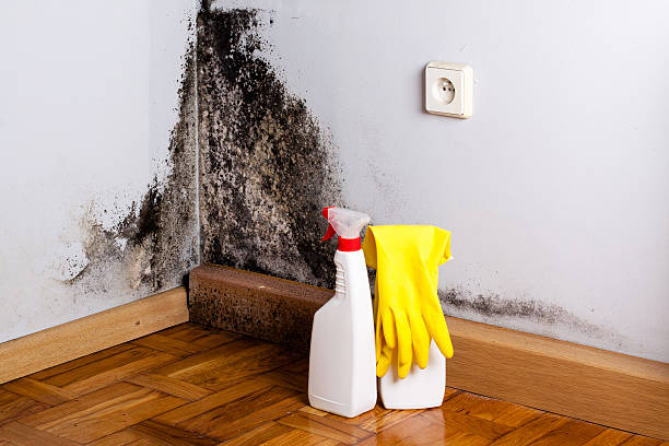 Best Crawl Space Mold Removal  in Ozona, TX