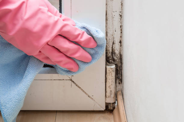 Best Toxic Mold Removal  in Ozona, TX